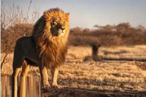 非洲十大危险动物，非洲雄狮只能排倒数第一(top1是蚊子)