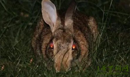 十只兔子恐怖真相图片