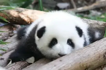 国宝大熊猫一只多少钱，认养费用最低100万元