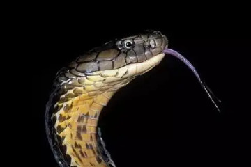 王蛇为什么不怕毒蛇，因为对蛇毒有免疫力