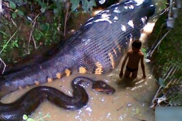 世界上最大的蛇是什么蛇，亚马逊森蚺(也有人说网纹蟒)