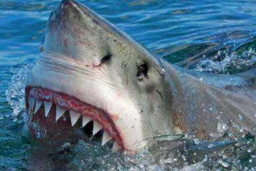 鲨鱼有天敌吗，没有(但有一些动物对鲨鱼有威胁)