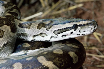 蟒蛇是几级保护动物，国家一级保护动物(是红色濒危物种)