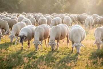 养羊50只一年赚多少钱，净利润4万元左右(总成本在12万元)