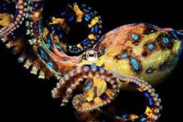 十大最毒章鱼，第一名比眼镜蛇还毒上百倍