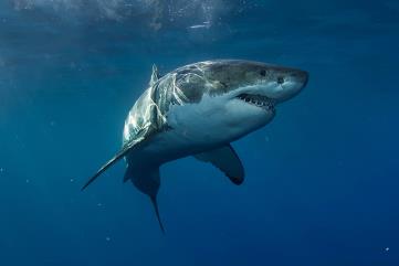 鲨鱼的祖先是什么，大多认为是裂口鲨(一共4种观点)