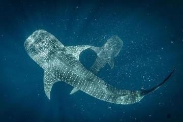 世界上最大的鱼是什么鱼，鲸鲨(背部有星星的鱼)