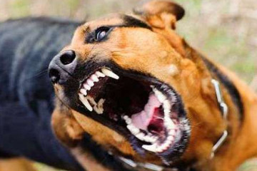 中国十大禁犬排名，中国藏獒只能排第9名
