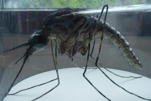 世界上最大的蚊子，华丽巨蚊(体长3.5厘米/翅膀展开11厘米)