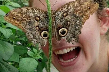 10个最吓人的蝴蝶照片，美丽的外衣下是恐怖的毒性