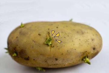为什么发芽土豆不可以吃，会产生一种叫龙葵碱的毒素