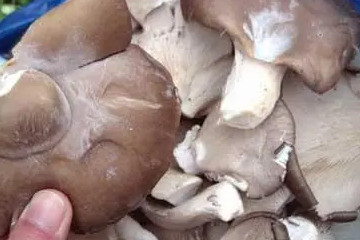 蘑菇长白毛了还能吃吗，少量白毛可以吃(是一层孢子)