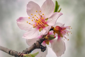 春天开的花有哪些，5种常见的春天盛开花卉一览