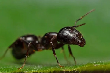 蚂蚁放进微波炉里加热会死吗，不会死(因为体积太小了)