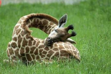 长颈鹿可以趴着睡觉吗，可以(仅限于周围安全时)