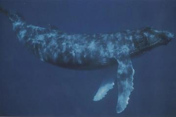 鲸鱼害怕什么鱼呢，不同种类的鲸鱼害怕的鱼不一样
