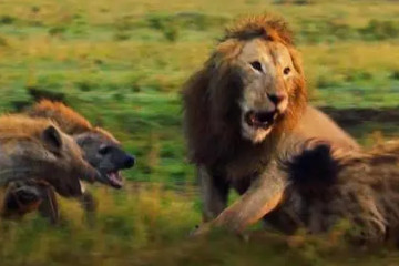 什么动物吃狮子，鬣狗(会互相杀死幼崽)