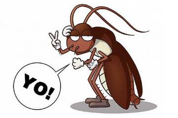 蟑螂是怎么出现在家里的，可能是跟着主人进来的