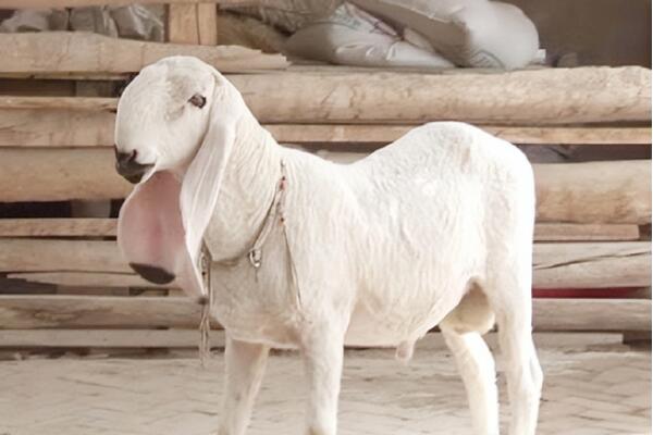 瓦格吉尔羊多少钱一只，曾被炒到1200万(羊中的劳斯莱斯)