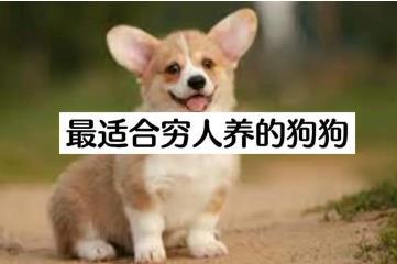 建议穷人养的10种狗，中华田园犬和串串很便宜