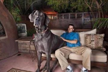 世界上最大的狗：名叫“大乔治”(站立可达2米多高)