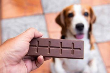 狗为什么不能吃巧克力，容易让狗狗兴奋而死