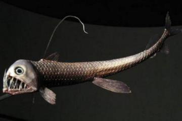 毒蛇鱼如何捕食，高速冲向猎物一口咬住