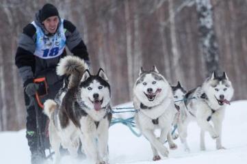 雪橇三傻是哪三种狗：哈士奇/阿拉斯加/萨摩耶