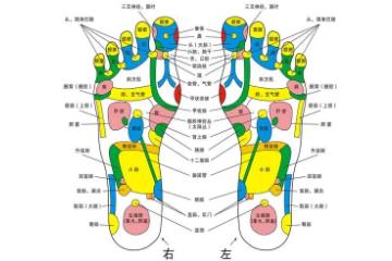 脚底按摩图反射区图片，足疗脚底反射区图解