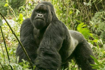 世界上最大的猩猩是什么品种，是东部低地大猩猩(是最大的灵长目)