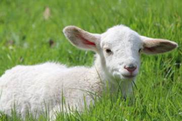 2023年属羊要出大事，家庭和财运需要注意