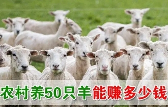 养羊50只一年赚多少钱，养50只羊的成本以及纯利润分析