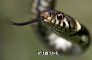 蛇经常吐舌头是因为什么，更好地探测猎物/感知周围环境