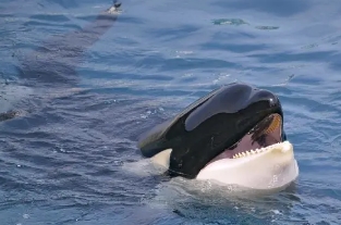 虎鲸的天敌有哪些，人类/座头鲸都是虎鲸所害怕遇到的