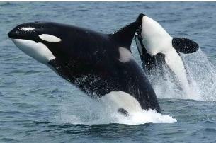 能打败虎鲸的五种动物，虎鲸碰到座头鲸也只有落荒而逃的份