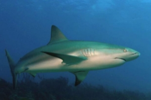 世界最弱的鲨鱼排名，性格比较温和的5大鲨鱼品种