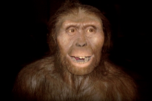 世界上第一个人类是谁，猿人露西(被誉为＂人类的祖母＂)
