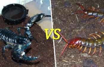 蝎子和蜈蚣谁厉害，蝎子要更胜一筹(毒性要比蜈蚣强的多)
