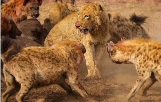 非洲什么动物吃狮子，大鬣狗/鳄鱼都能干掉狮子