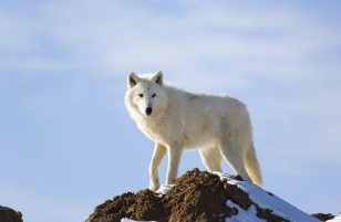 世界上最凶猛的三大狼，北极狼/北美灰狼/印度狼