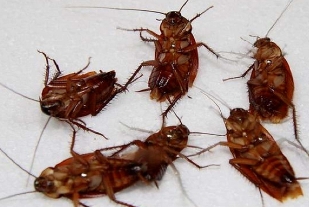 蟑螂是怎么出现在家里的，你家里有它喜欢的食物和生存环境