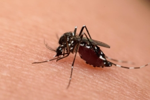蚊子为什么要吸血，不吸血就无法生存(吸取血液中的营养)