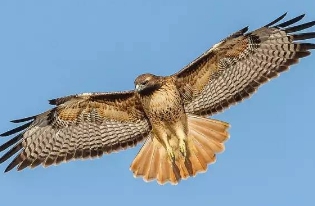 老鹰的尾巴有什么用处，维持平衡/控制飞行速度和方向