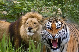 狮子和老虎谁厉害，老虎的力量要比狮子更强大(各有优势)