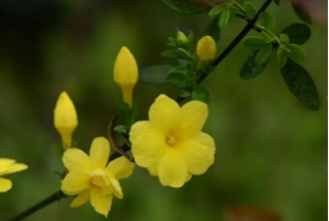 最旺人的三种花，观音莲/吉祥如意花/迎春花(寓意好)