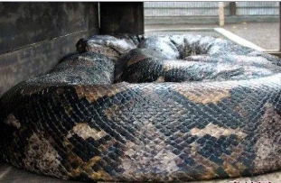 中国最大一条蛇多大，绿树蟒(长达8米/重达100公斤)