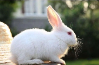 兔子什么举动是认主了，主动靠近你闻你身上的味道