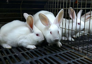 兔子几个月大就可以繁殖小兔子，6-8个月左右繁殖是最好