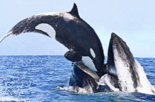 虎鲸和蓝鲸谁厉害，虎鲸更厉害(虎鲸能吃掉蓝鲸吗)
