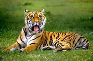 梦见老虎是什么意思，代表着内心的恐惧和不安